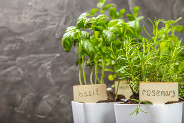Fresh garden herbs in pots. Rosemary, mint, strawberry, basil, oregano and thyme in white pots. Seedling of spicy spices and herbs. Assorted fresh herbs in a pot. Home aromatic and culinary herbs.