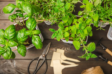 Fresh garden herbs in pots. Rosemary, mint, strawberry, basil, oregano and thyme in white pots. Seedling of spicy spices and herbs. Assorted fresh herbs in a pot. Home aromatic and culinary herbs.