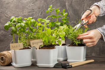 Fresh garden herbs in pots. Rosemary, mint, strawberry, basil, oregano and thyme in white pots. Seedling of spicy spices and herbs. Assorted fresh herbs in a pot. Home aromatic and culinary herbs.