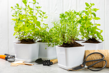 Fresh garden herbs in pots. Rosemary, mint, strawberry, basil, oregano and thyme in white pots. Seedling of spicy spices and herbs. Assorted fresh herbs in a pot. Home aromatic and culinary herbs.