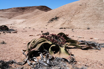 Welwitschie (Welwitschia mirabilis), Pflanze in der Namib-Wüste, Namibia, Afrika, weiblich