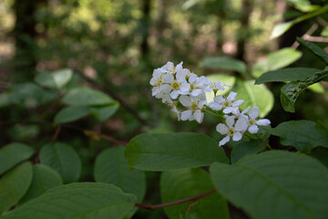 photo of a flowering branch in the forest