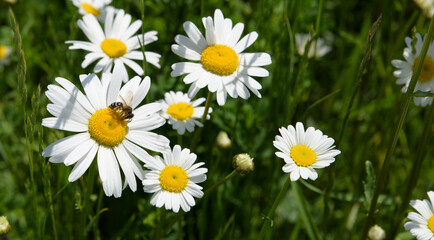 Little cute bee on camomile flower surrounded by green grass, beautiful white daisy in selective focus