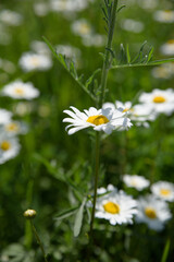 Camomile flowers surrounded by green grass, beautiful white daisy field in selective focus