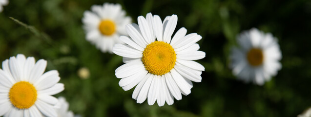 Camomile flower seen from top surrounded by green grass, beautiful white daisy selective focus