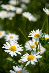 Camomile flowers surrounded by green grass, beautiful white daisy field in selective focus
