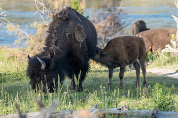 Shaggy Mother Bison Feeds Young Bison