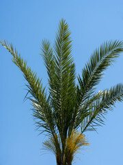green palm tree and blue sky background