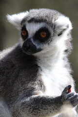 ring lemur