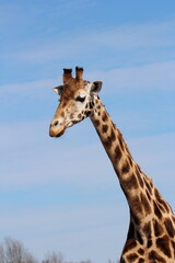 Obraz premium giraffe in the wild