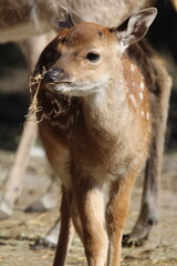 Fototapeta premium deer in the woods
