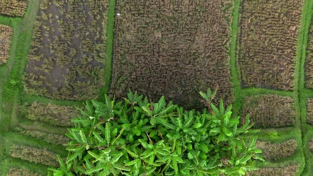 Beautiful aerial footage of rice terrace and palm tree grove on a beautiful farmalnd. Copter shooting agricultural paddy field and drifting away up from the ground. Drone cultivation of grains in Asia