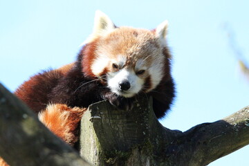 Fototapeta premium red panda in tree