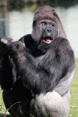 gorilla eating