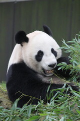 Fototapeta na wymiar panda eating bamboo