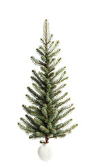 Fir tree isolated on white background.