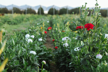 growing flowers on a farm for a flower business, chrysanthemums on a field