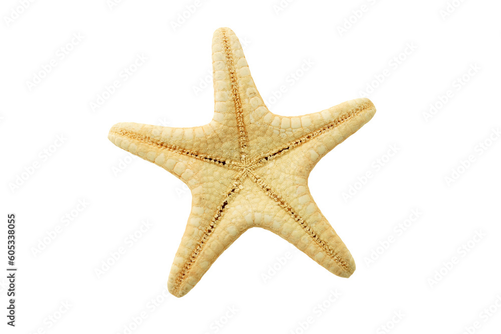 Wall mural starfish backside isolated on transparency png file with copy space