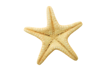 Starfish backside isolated on transparency png file with copy space