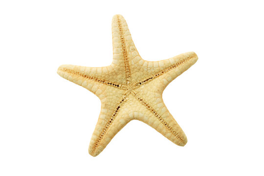 Starfish backside isolated on transparency png file with copy space