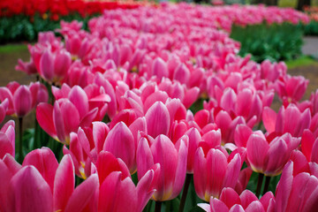 Obraz premium Feld mit rosa Tulpen