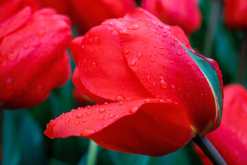 red tulip with water drops