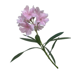Nerium oleander is a beautiful flower