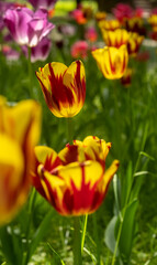 Fototapeta premium Yellow-red Tulips in a meadow close-up. Blurred foreground.