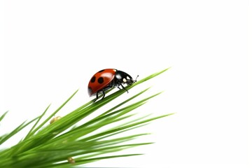 Obraz premium Lady bug on white background, generative ai