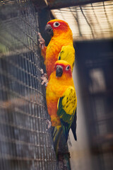 Love parrots perched on cage