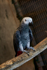 grey parrot perched on a tree inside cage.