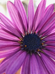 Obraz premium Flor morada