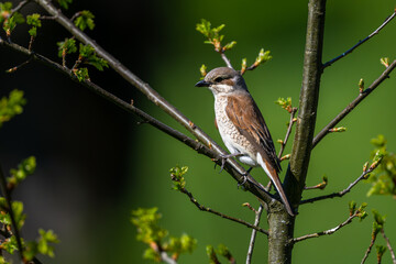 Red-backed shrike, Lanius collurio. A bird on a branch in a green background.