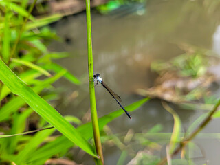 Dragonfly Sitting on Blade of Grass -