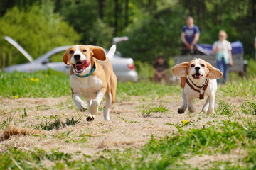 beagle dog in the grass run Cursing 