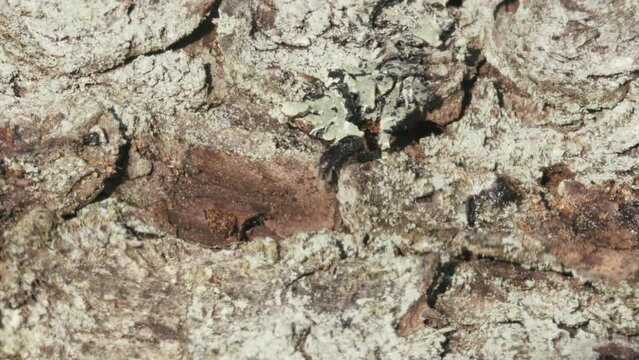 Larger eight-toothed European spruce bark beetle, Ips typographus close-up. This insect is a major pest on spruce trees