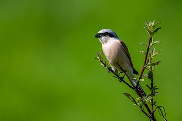 Red-backed shrike, Lanius collurio. A bird on a branch in a green background.
