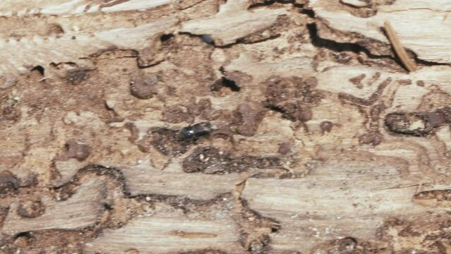 Larger eight-toothed European spruce bark beetle, Ips typographus close-up. This insect is a major pest on spruce trees