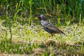 Common starling