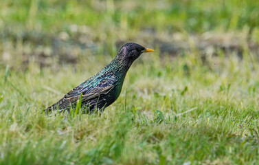 Common starling