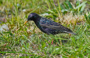 Common starling
