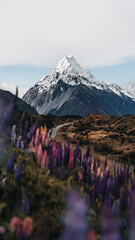 Lupins and Mount Cook, Mount Cook Village, Mount Cook National Park, UNESCO World Heritage Site,...