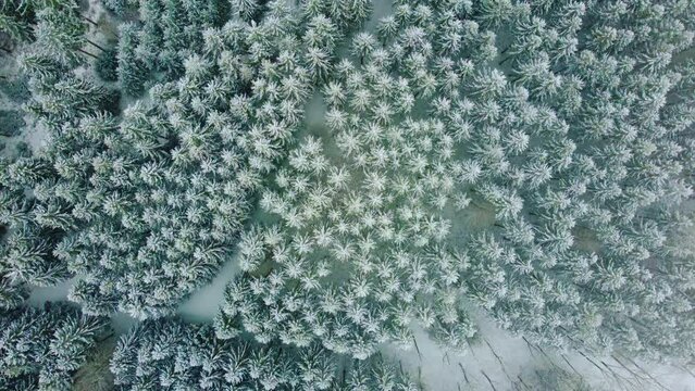 drohnen luftaufnahme, schneebedeckter wald, frostiger tannen-wald, winter wunderland, nadelwald, wundervoller m&auml;rchenwald, zauberhaft