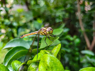Dragonfly Sitting on Blade of Grass -