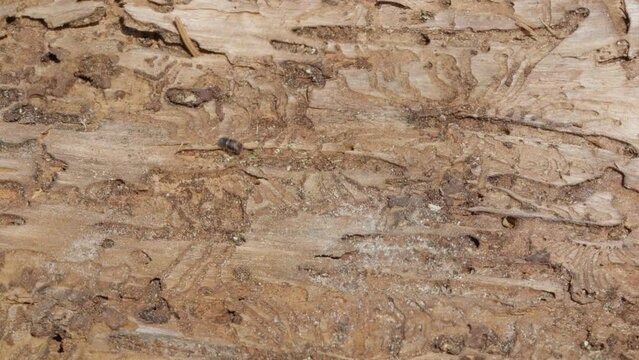 Larger eight-toothed European spruce bark beetle, Ips typographus close-up. This insect is a major pest on spruce trees