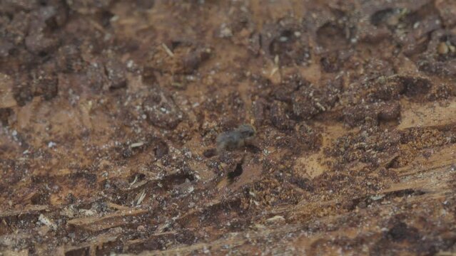 Larger eight-toothed European spruce bark beetle, Ips typographus close-up. This insect is a major pest on spruce trees