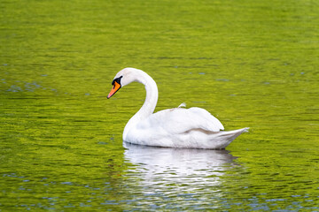 beautiful white swan floating on calm water