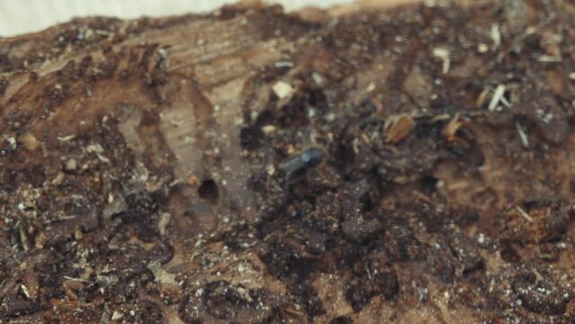 Larger eight-toothed European spruce bark beetle, Ips typographus close-up. This insect is a major pest on spruce trees