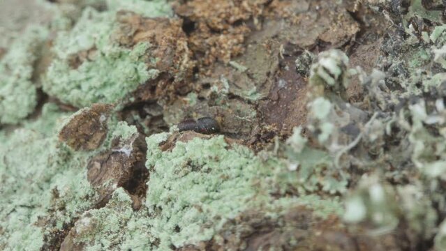 Larger eight-toothed European spruce bark beetle, Ips typographus close-up. This insect is a major pest on spruce trees