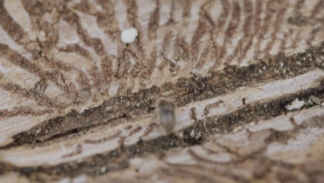 Larger eight-toothed European spruce bark beetle, Ips typographus close-up. This insect is a major pest on spruce trees